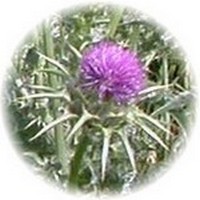Silybum Marianum - Cardo Mariano