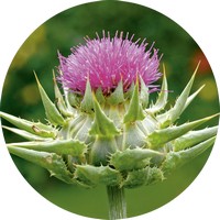Silybum Marianum - Cardo Mariano