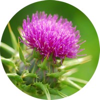 Silybum Marianum - Cardo Mariano