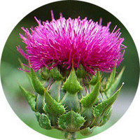 Silybum Marianum - Cardo Mariano