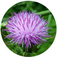 Silybum Marianum - Cardo Mariano