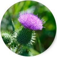 Cardo: Cirsium Vulgare