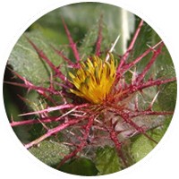 Cardo Santo - Blessed Thistle