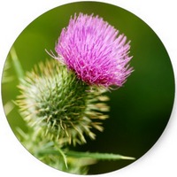 Acicarpha Tribuloides - Cardo Toro