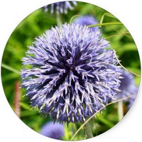 Cardo Yesquero: Echinops Strigosus