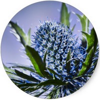 Cardo Yesquero: Echinops Strigosus