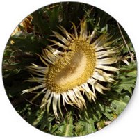 Carlina Acanthifolia