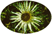 Carlina Acaulis