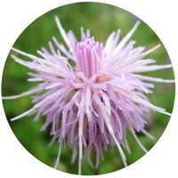 Cirsium Arvense