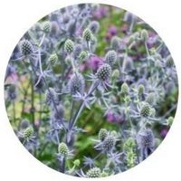 Eryngium
