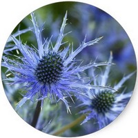 Eryngium Maritimum