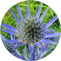 Eryngium Maritimum