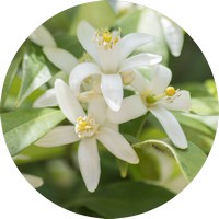 Flor de Azahar - Flor de Naranjo