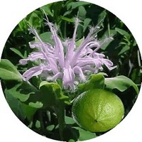 Citrus Aurantium Bergamia