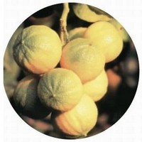 Bergamota: Citrus Aurantium Bergamia
