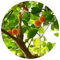 Calamondin - Citrofortunella Microcarpa