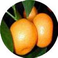 Calamansi - Citrofortunella Microcarpa