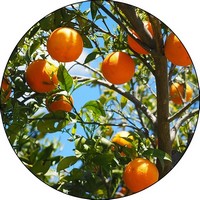 Citrus - Citrofortunella Microcarpa