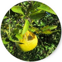 Cidra - Citrus Medica