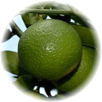 Kabosu - Citrus Sphaerocarpa