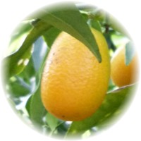 Kumquat: Fortunella