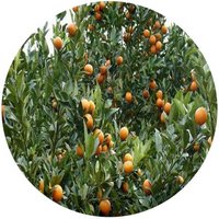 Kumquat: Fortunella