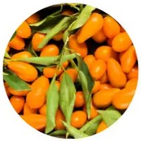 Kumquat: Fortunella Obovata