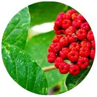 Kumquat: Fukushu kumquat