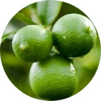 Lima: Citrus Aurantifolia