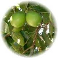 Lima: Citrus Aurantifolia