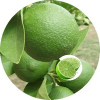 Lima: Citrus Aurantifolia