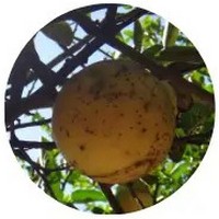 Lima Dulce: Citrus Limettioides