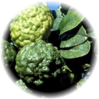 Key Lime - Citrus Aurantifolia