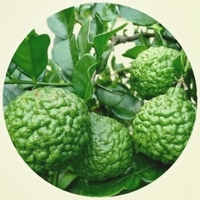 Kaffir Lime