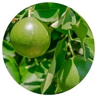 Citrus Latifolia - Persian Lime