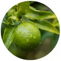 Limequat
