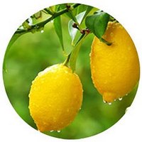 Lemon - Citrus Medica