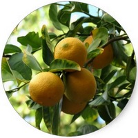 Lemon - Citrus Medica