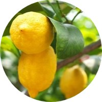 Citron