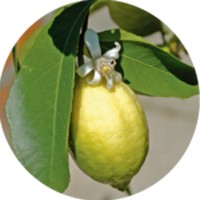 Lemon - Citron