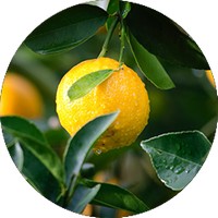 Lemon - Citron