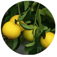 Citrus