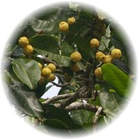 Limon Aspen - Acronychia Acidula