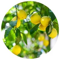 Ponderosa Lemon