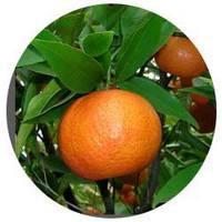 Citrus Limonia