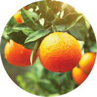 Mandarina: Citrus Nobilis