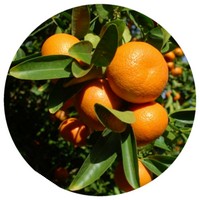 Mandarina: Citrus Nobilis