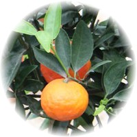 Mandarina Clementina: Citrus Reticulata