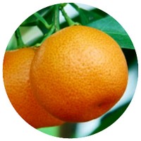 Mandarina Clementina: Citrus Reticulata