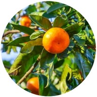 Citrus Tangerina
